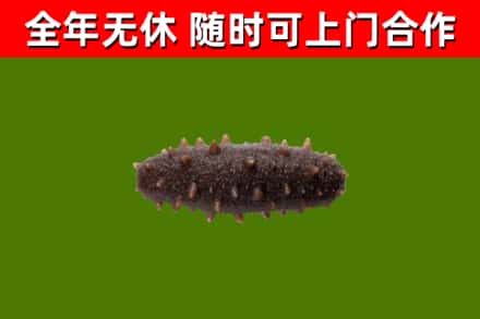 同心回收海参干